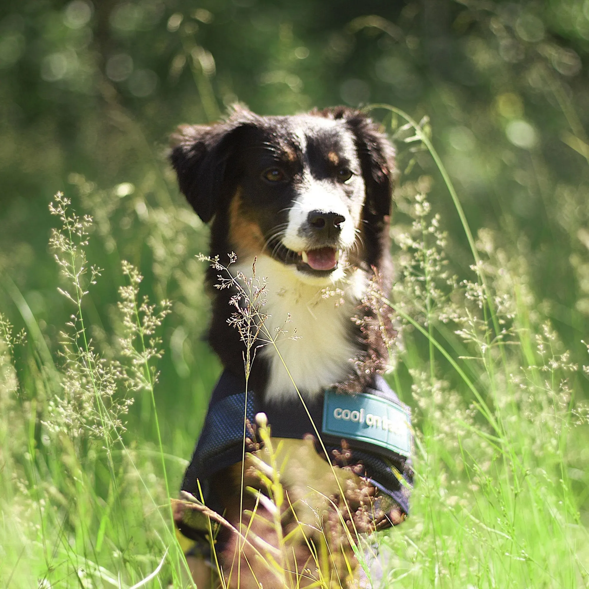 Manteau Rafraîchissant Chien Back on Track